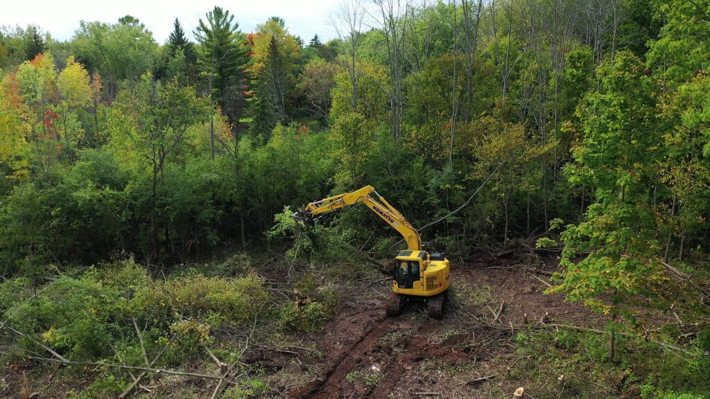 Removing invasive species such as Buckthorn can help the ecosystem thrive.