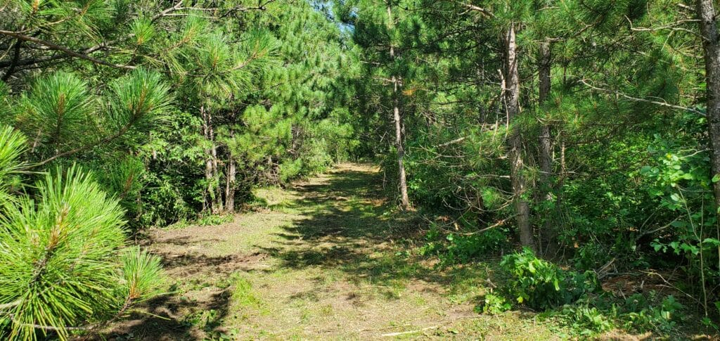 A freshly cleared walking and hunting trail through a dense pine forest in Wisconsin.