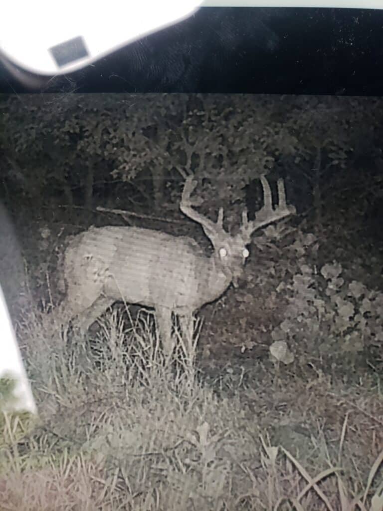Trail camera photo of a mature whitetail buck standing in a food plot edge on a managed Wisconsin hunting property.